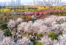 Cina: le foto del paesaggio primaverile nello Shaanxi (1)