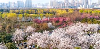 Cina: le foto del paesaggio primaverile nello Shaanxi (1)