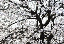 Cina: le foto del paesaggio primaverile nello Shaanxi (3)