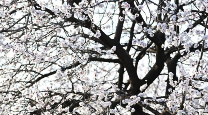 Cina: le foto del paesaggio primaverile nello Shaanxi (3)