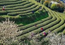 Cina: iniziata la raccolta delle foglie di tè (1)