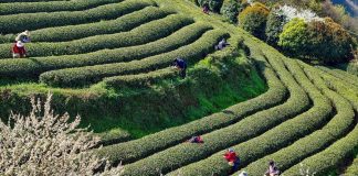 Cina: iniziata la raccolta delle foglie di tè (1)