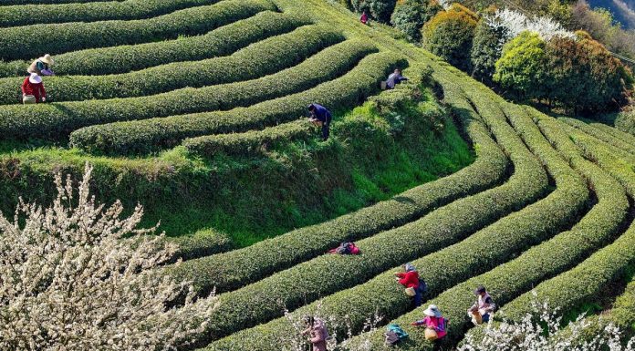 Cina: iniziata la raccolta delle foglie di tè (1)