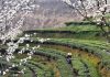 Cina: iniziata la raccolta delle foglie di tè (2)