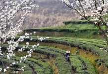 Cina: iniziata la raccolta delle foglie di tè (2)