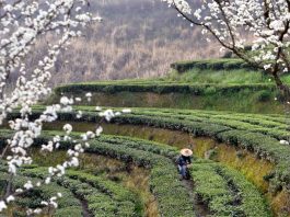 Cina: iniziata la raccolta delle foglie di tè (2)