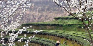 Cina: iniziata la raccolta delle foglie di tè (2)