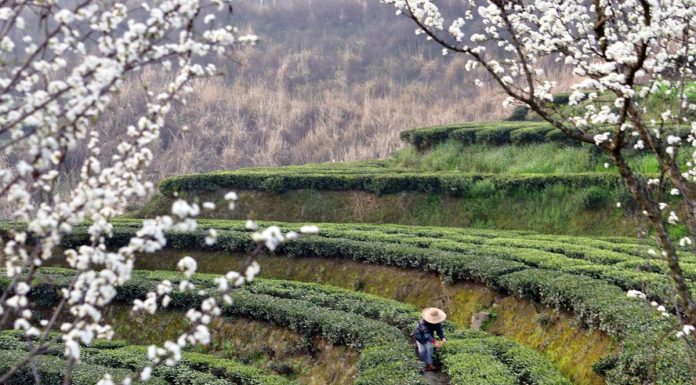 Cina: iniziata la raccolta delle foglie di tè (2)