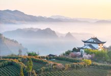 Cina: iniziata la raccolta delle foglie di tè (3)