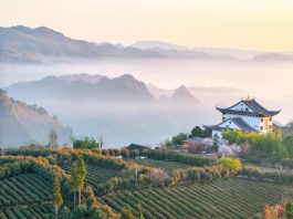 Cina: iniziata la raccolta delle foglie di tè (3)