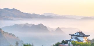 Cina: iniziata la raccolta delle foglie di tè (3)