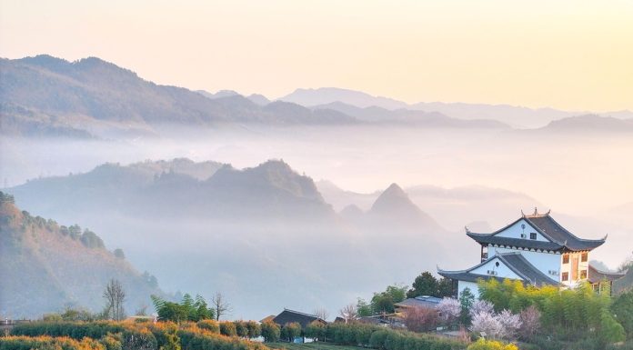 Cina: iniziata la raccolta delle foglie di tè (3)