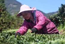 Cina: Guangxi, i contadini sono impegnati nella raccolta di foglie di tè (1)