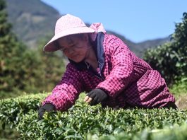 Cina: Guangxi, i contadini sono impegnati nella raccolta di foglie di tè (1)