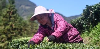 Cina: Guangxi, i contadini sono impegnati nella raccolta di foglie di tè (1)