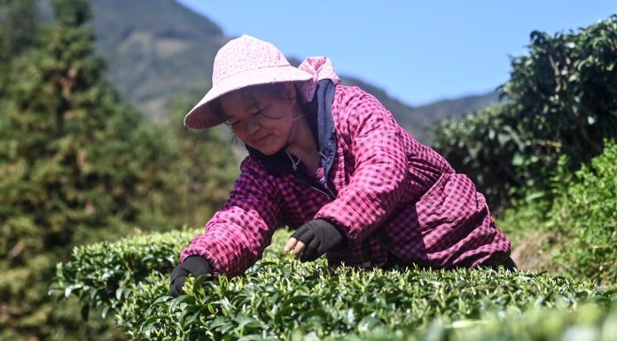 Cina: Guangxi, i contadini sono impegnati nella raccolta di foglie di tè (1)