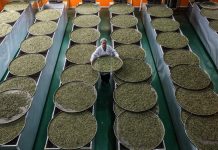 Cina: Guangxi, i contadini sono impegnati nella raccolta di foglie di tè (2)