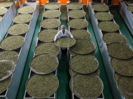 Cina: Guangxi, i contadini sono impegnati nella raccolta di foglie di tè (2)