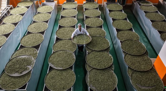 Cina: Guangxi, i contadini sono impegnati nella raccolta di foglie di tè (2)