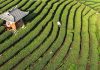 Cina: Guangxi, i contadini sono impegnati nella raccolta di foglie di tè (3)
