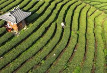 Cina: Guangxi, i contadini sono impegnati nella raccolta di foglie di tè (3)