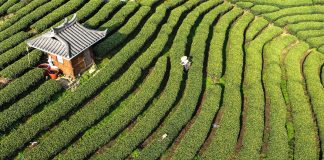 Cina: Guangxi, i contadini sono impegnati nella raccolta di foglie di tè (3)