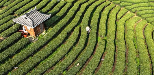 Cina: Guangxi, i contadini sono impegnati nella raccolta di foglie di tè (3)