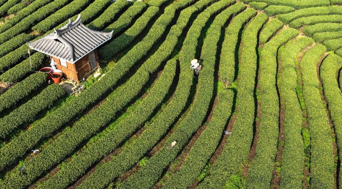 Cina: Guangxi, i contadini sono impegnati nella raccolta di foglie di tè (3)