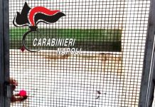 Scoperto nel Napoletano un canile lager con 26 barboncini toy / Video