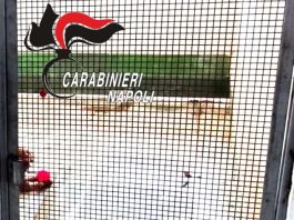 Scoperto nel Napoletano un canile lager con 26 barboncini toy / Video