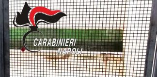 Scoperto nel Napoletano un canile lager con 26 barboncini toy / Video