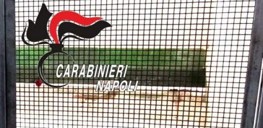 Scoperto nel Napoletano un canile lager con 26 barboncini toy / Video