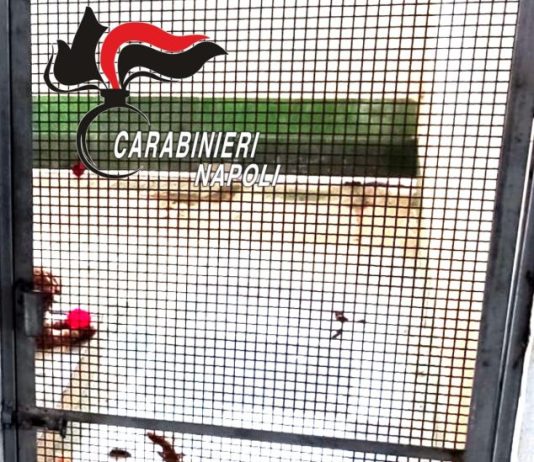 Scoperto nel Napoletano un canile lager con 26 barboncini toy / Video