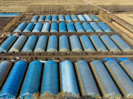 Cina: Heilongjiang, preparativi per aratura primaverile (2)