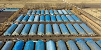 Cina: Heilongjiang, preparativi per aratura primaverile (2)