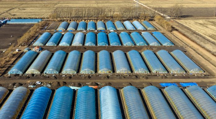 Cina: Heilongjiang, preparativi per aratura primaverile (2)