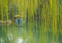 Cina: il paesaggio primaverile del lago Daming attira i turisti (2)