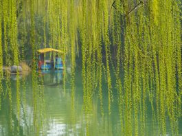 Cina: il paesaggio primaverile del lago Daming attira i turisti (2)