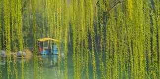 Cina: il paesaggio primaverile del lago Daming attira i turisti (2)