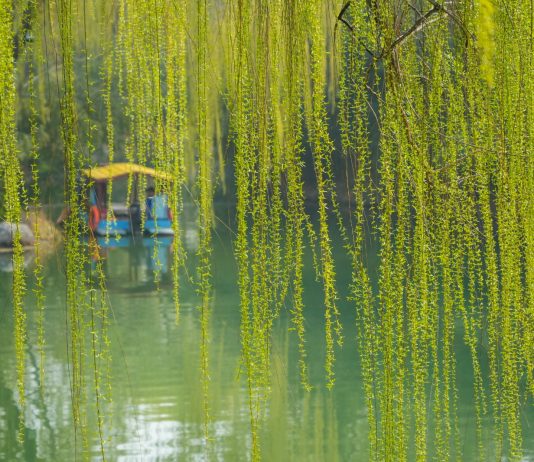 Cina: il paesaggio primaverile del lago Daming attira i turisti (2)