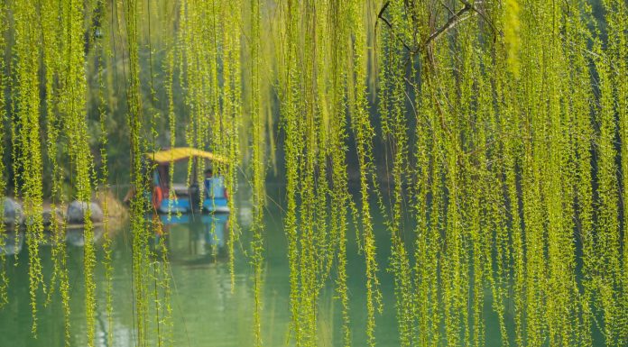 Cina: il paesaggio primaverile del lago Daming attira i turisti (2)