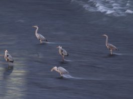 Cina: Sichuan, aironi si cibano nel fiume Jinjiang (1)
