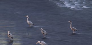 Cina: Sichuan, aironi si cibano nel fiume Jinjiang (1)
