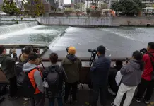 Cina: Sichuan, aironi si cibano nel fiume Jinjiang (2)