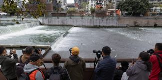 Cina: Sichuan, aironi si cibano nel fiume Jinjiang (2)