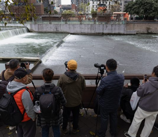 Cina: Sichuan, aironi si cibano nel fiume Jinjiang (2)