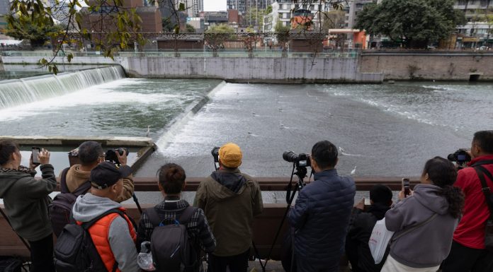 Cina: Sichuan, aironi si cibano nel fiume Jinjiang (2)