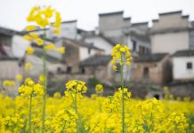 Cina: comincia la fioritura lungo il fiume Xin’an (2)