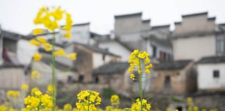 Cina: comincia la fioritura lungo il fiume Xin’an (2)