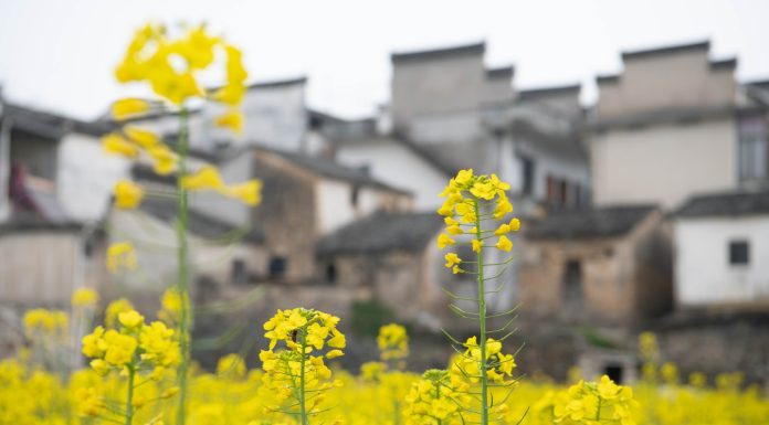 Cina: comincia la fioritura lungo il fiume Xin’an (2)